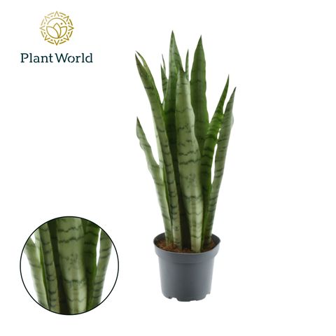 Sansevieria 'Spearmint'