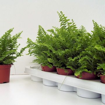 Nephrolepis exaltata 'Corditas'