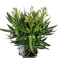 Nerium oleander