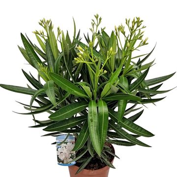 Nerium oleander