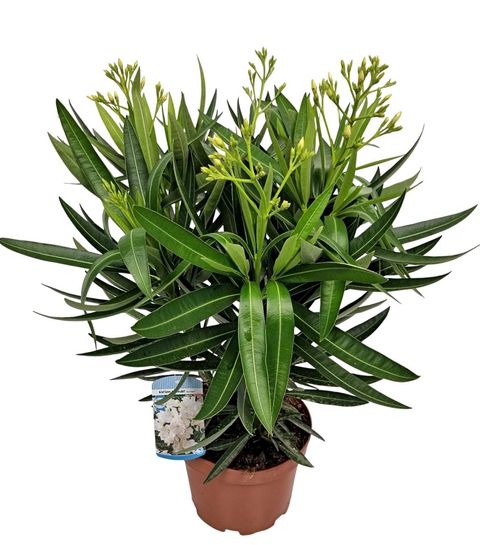 Nerium oleander