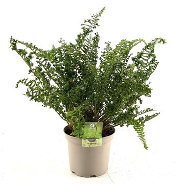 Dryopteris filix-mas 'Linearis Polydactyla'