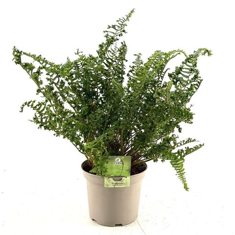 Dryopteris filix-mas 'Linearis Polydactyla'