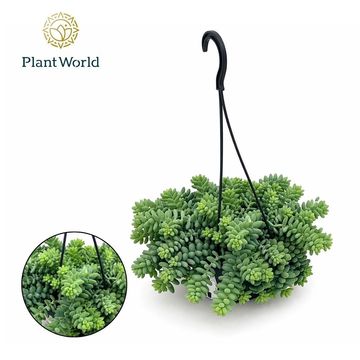 Sedum burrito