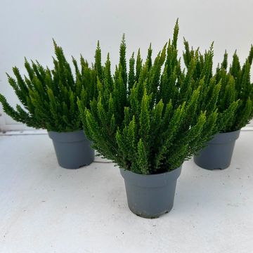 Calluna vulgaris SKYLINE STOCKHOLM