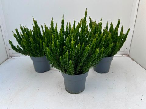 Calluna vulgaris SKYLINE STOCKHOLM