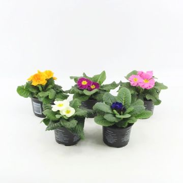 Primula ACAULIS MIX