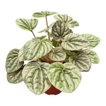 Peperomia griseoargentea