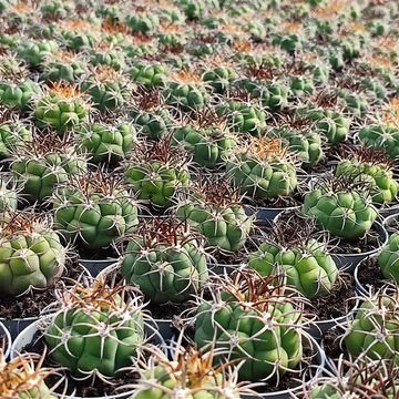 Gymnocalycium saglionis