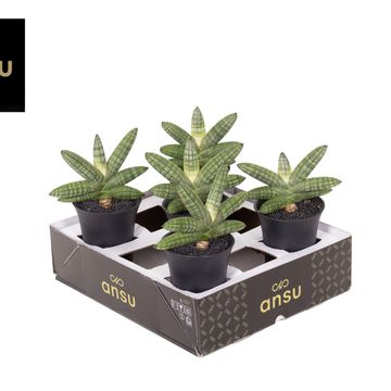 Sansevieria 'Inti Mini No.5'