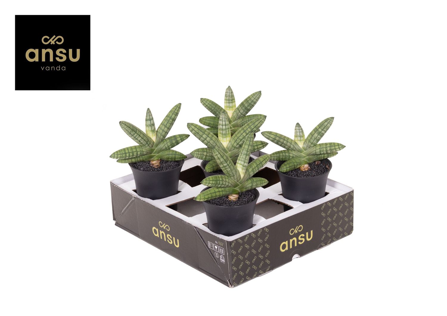 Sansevieria 'Inti Mini No.5' — Toptan Bitki Satışı FlorAccess
