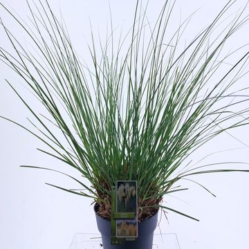 Cortaderia selloana 'Pumila'