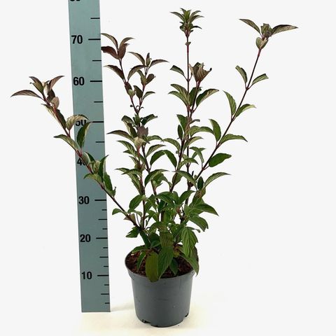 Viburnum x bodnantense 'Charles Lamont'