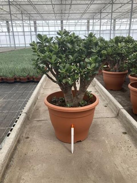 Crassula 'Minor Major'