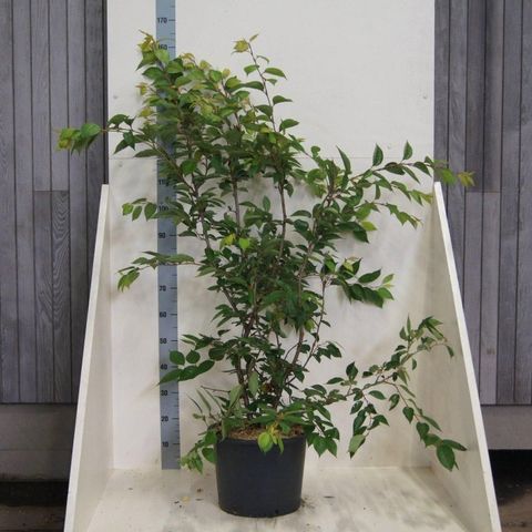 Prunus 'Accolade'