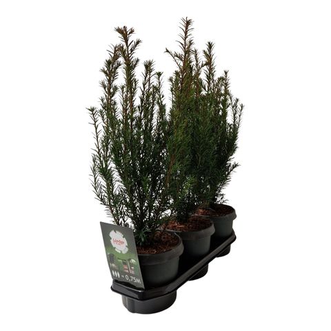 Taxus x media 'Groenland'  Plant Wholesale FlorAccess