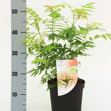 Sorbaria sorbifolia 'Sem'