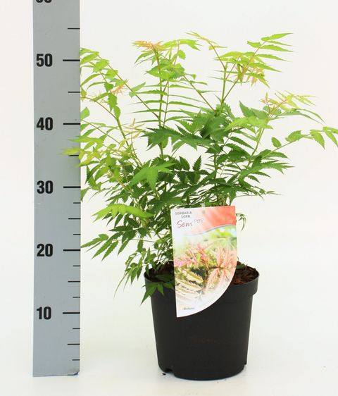 Sorbaria sorbifolia 'Сэм'