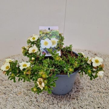 Potentilla fruticosa 'Tilford Cream'