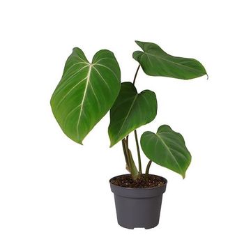 Philodendron gloriosum