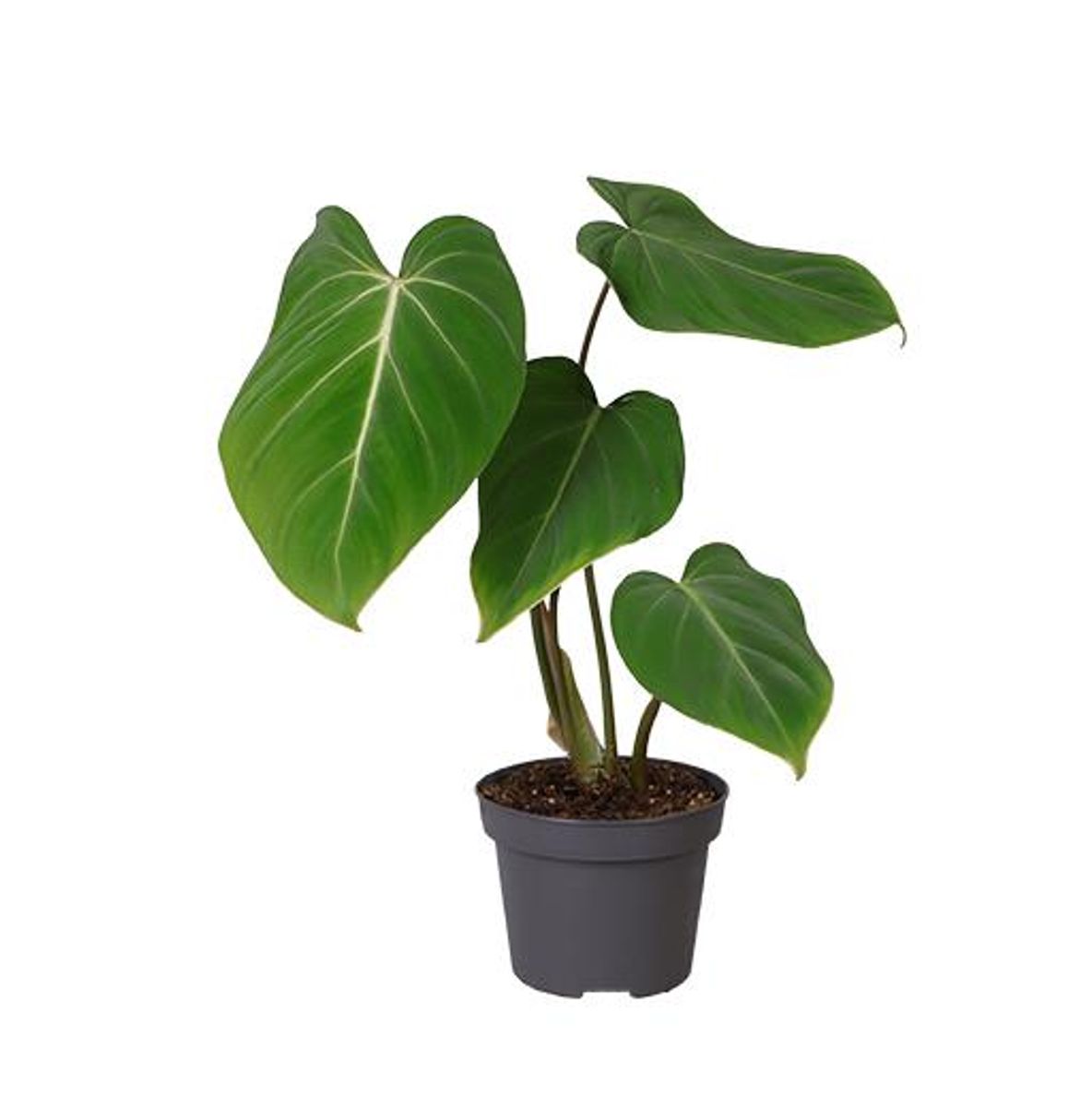 Philodendron gloriosum  Pflanzengrohandel FlorAccess