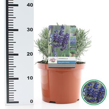 Lavandula angustifolia 'Hidcote'