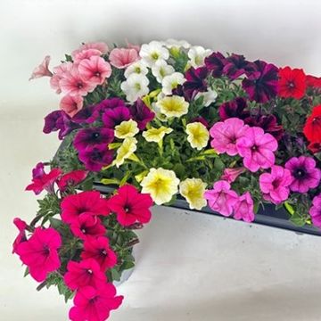 Petunia POTUNIA MIX
