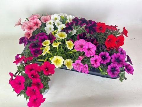 Petunia POTUNIA MIX
