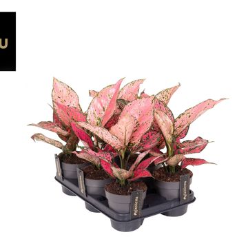 Aglaonema 'Spicy Pink'
