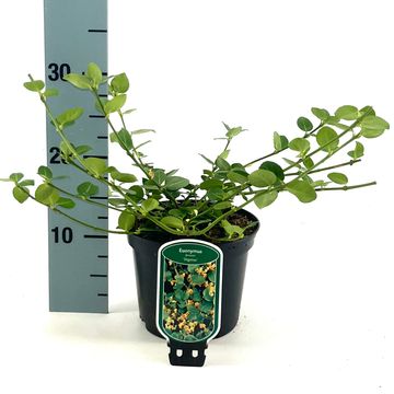 Euonymus fortunei 'Vegetus'