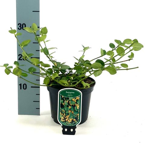 Euonymus fortunei 'Vegetus'
