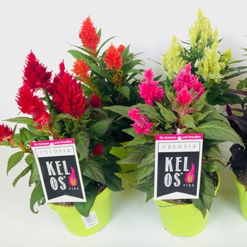 Celosia argentea KELOS FIRE MIX