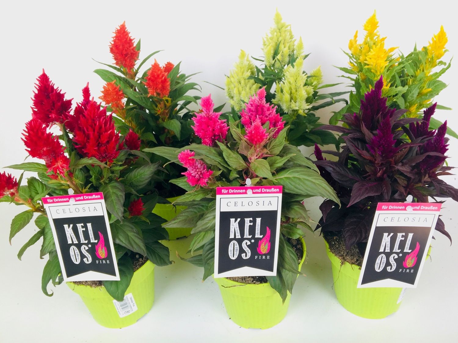 Celosia argentea KELOS FIRE MIX — Plant Wholesale FlorAccess