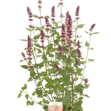 Agastache mexicana ACAPULCO PURPLE