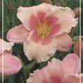 Hemerocallis 'Janice Brown'