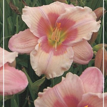 Hemerocallis 'Janice Brown'