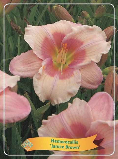 Hemerocallis 'Janice Brown'