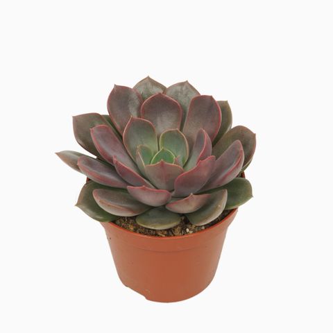 Echeveria 'Mina'