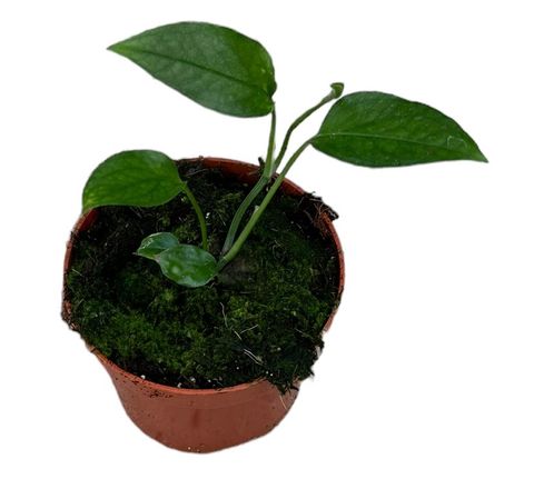 Epipremnum pinnatum 'Skeleton Key'