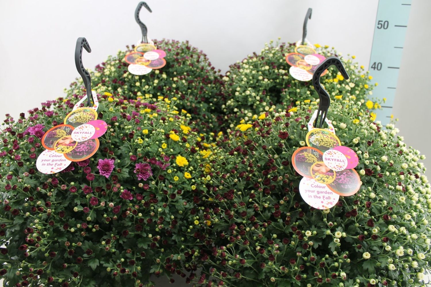 Chrysanthemum SKYFALL MIX IN POT (D23 cm A35 45 cm) Plantas Al Por