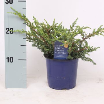 Juniperus communis 'Repanda'