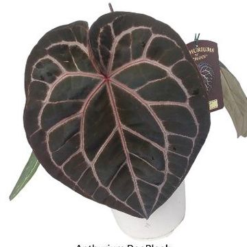 Anthurium 'Docblock Michelle'