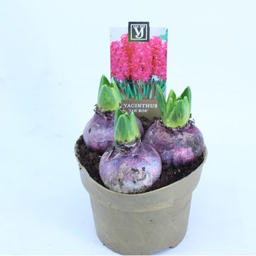 Hyacinthus orientalis 'Jan Bos'