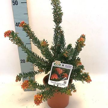 Grevillea 'Fireworks'