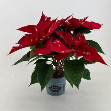 Euphorbia pulcherrima FANTASY STAR RED