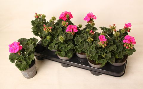 Pelargonium DOLCE VITA EVI BLUE