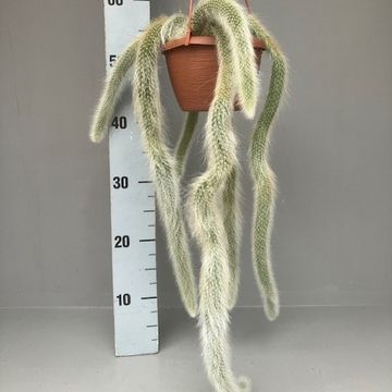 Hildewintera colademononis
