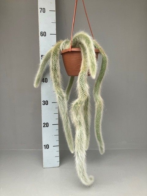 Hildewintera colademononis