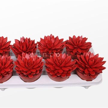 Echeveria agavoides PAINT RED