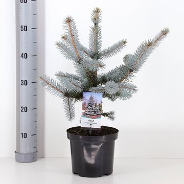 Picea pungens 'Hoopsii'